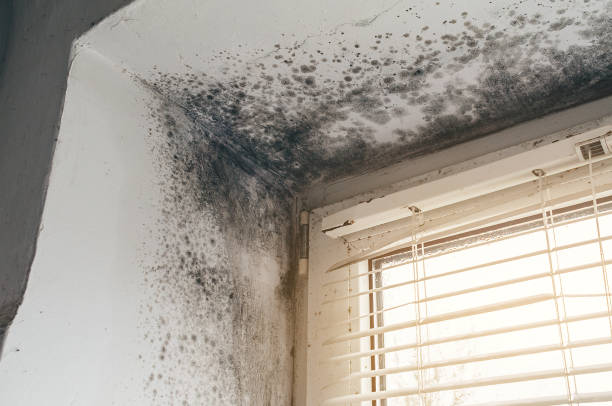 Affordable Mold Remediation solutions in Ortonville, MI