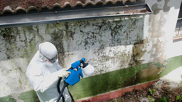 Top rated local Mold Remediation specialists in Ortonville, MI